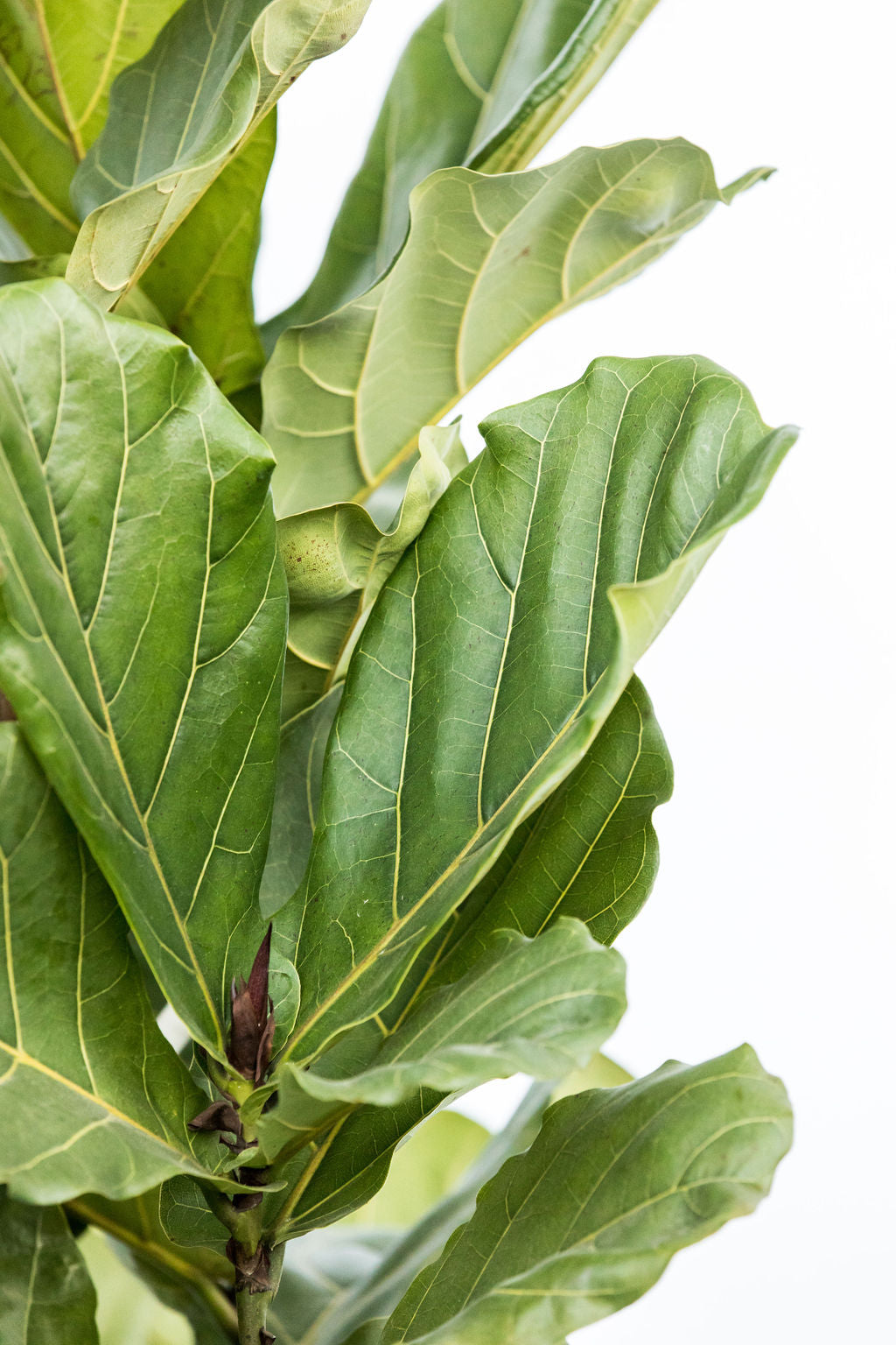 Fiddle Leaf Fig 'Bambino' (Ficus lyrata)