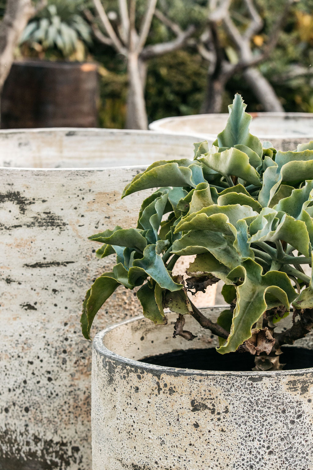 Kalanchoe beharensis (Felt Bush Succulent)