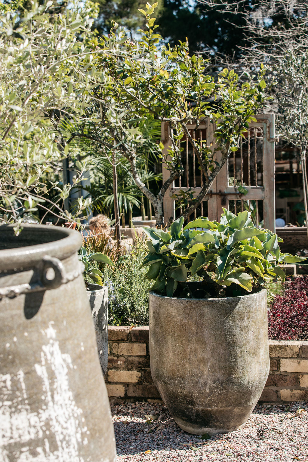 Kalanchoe beharensis (Felt Bush Succulent)