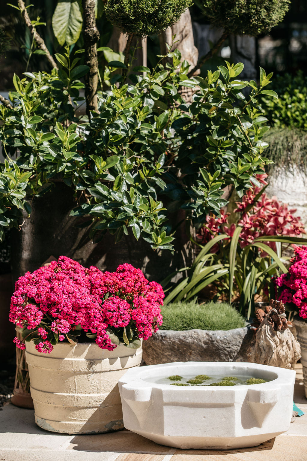 Kalanchoe blossfeldiana 'Calandiva' (Kalanchoe)