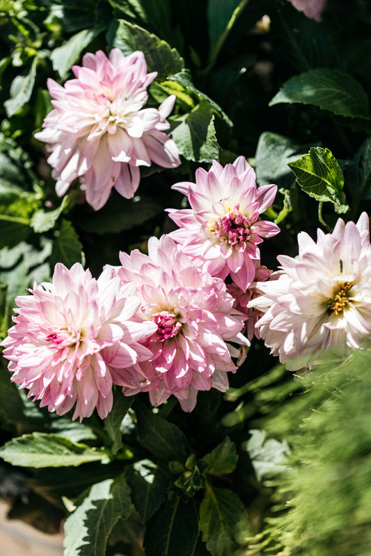 Dahlia Cherry Stripes 190mm