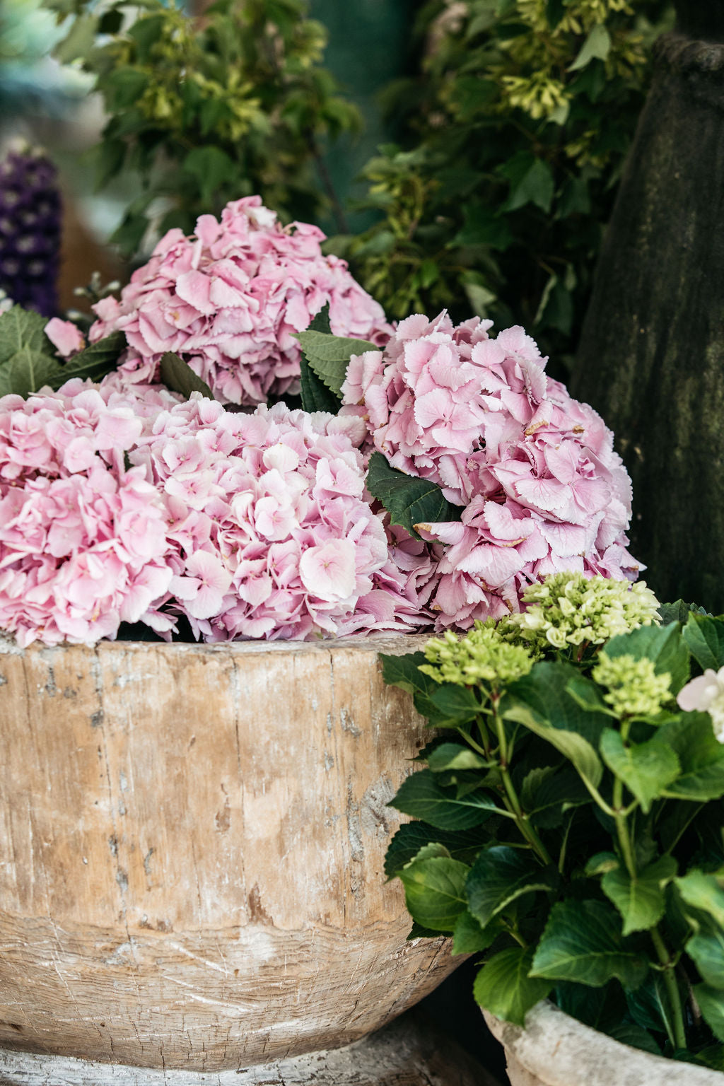 Hydrangea Pink