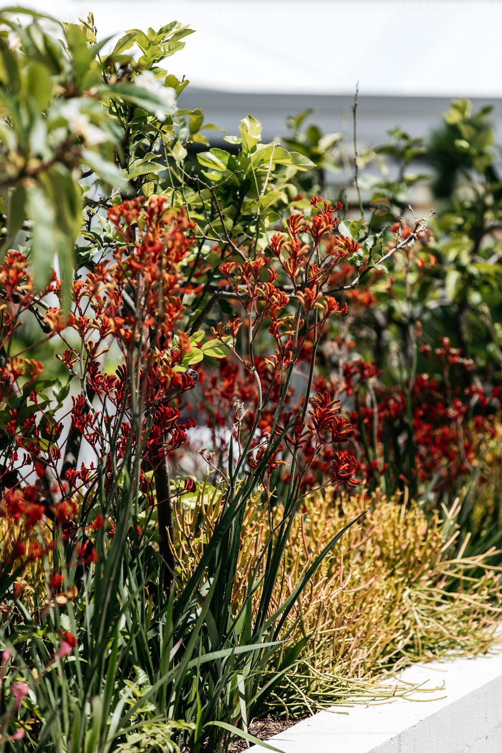 Kangaroo Paw 'Inferno'