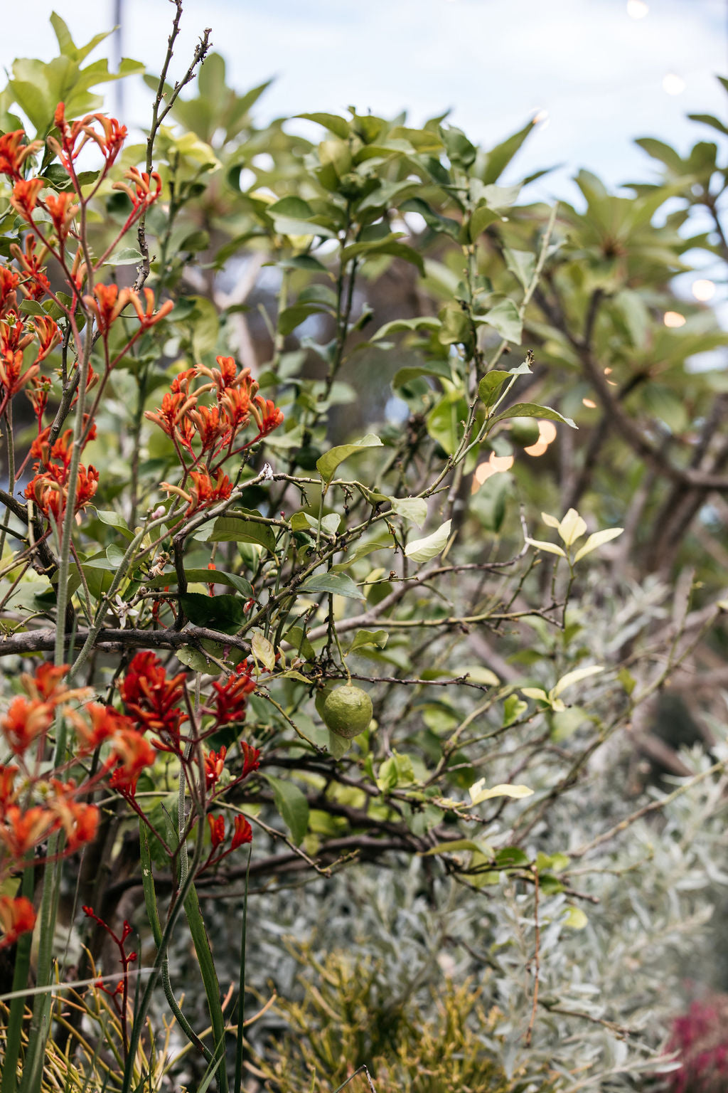 Kangaroo Paw 'Inferno'