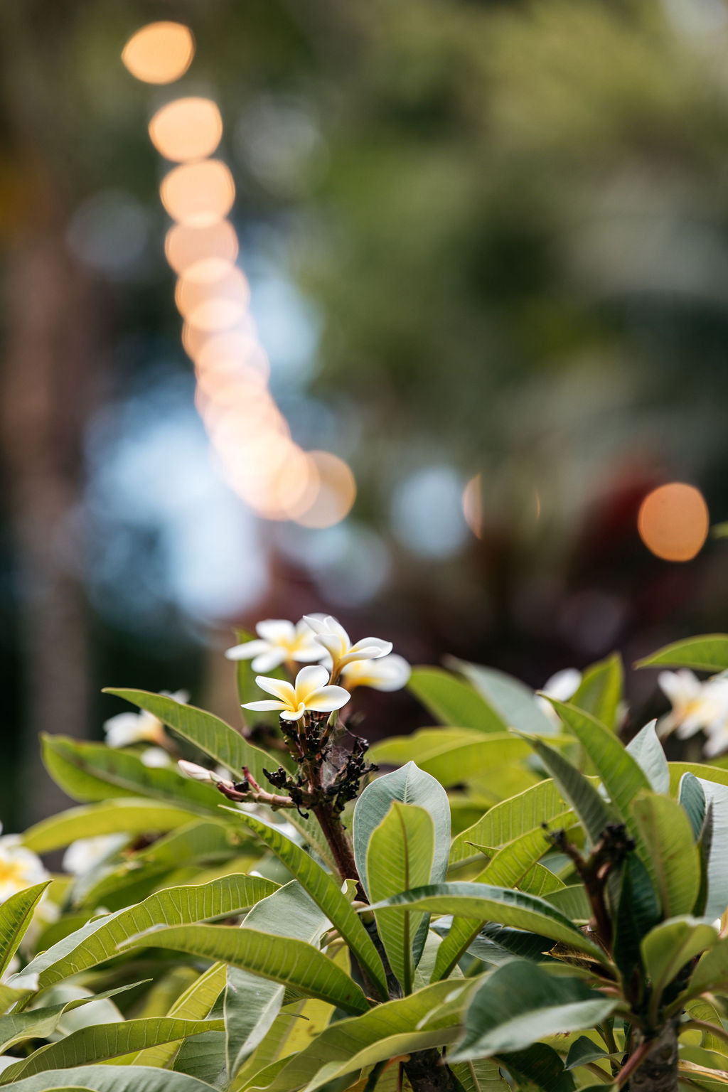 Frangipani White (Plumeria rubra)