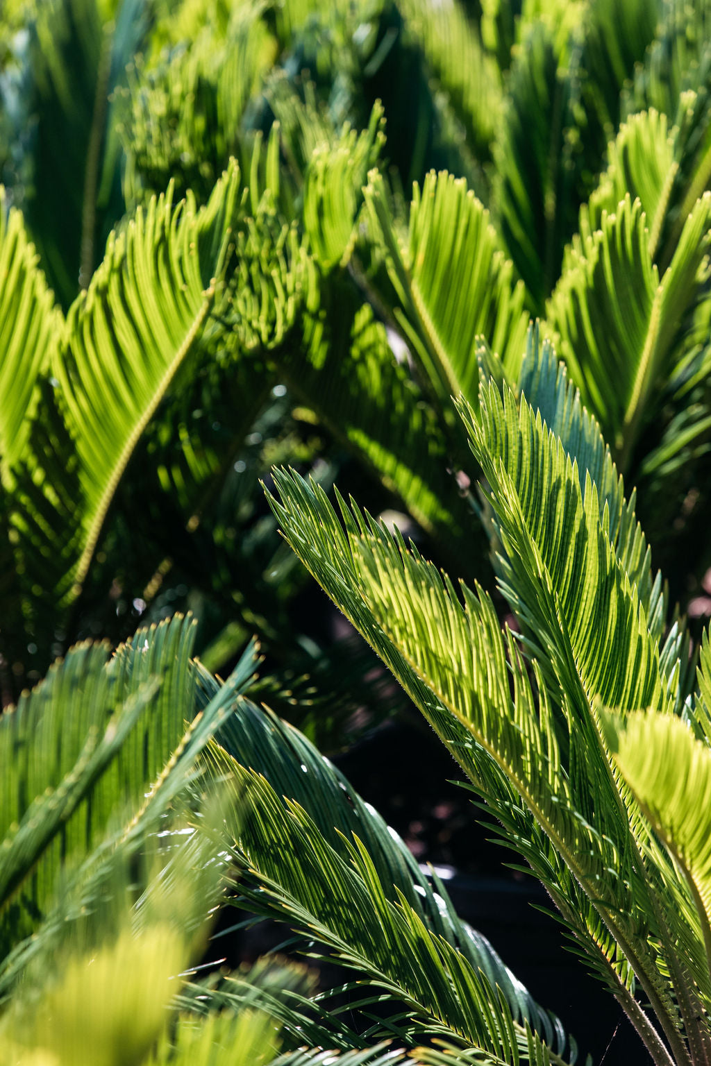 Cycad - Sago Palm (Cycas revoluta)