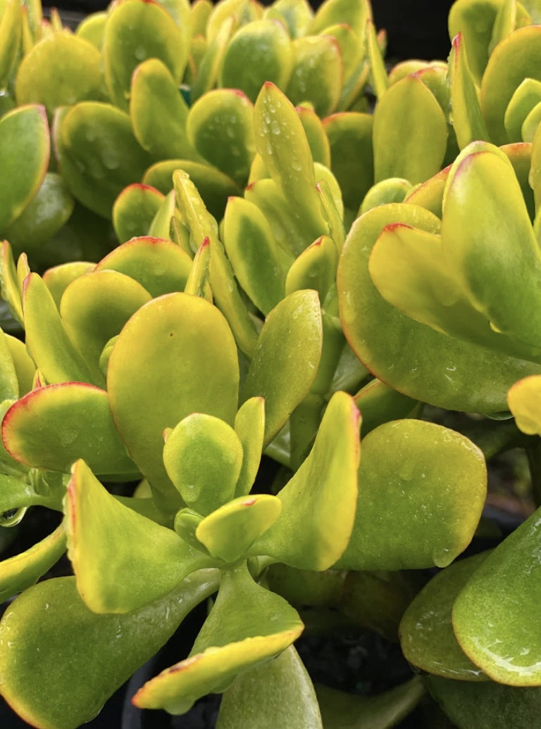 Crassula 'Hummel's Sunset' (Dwarf Jade Plant)