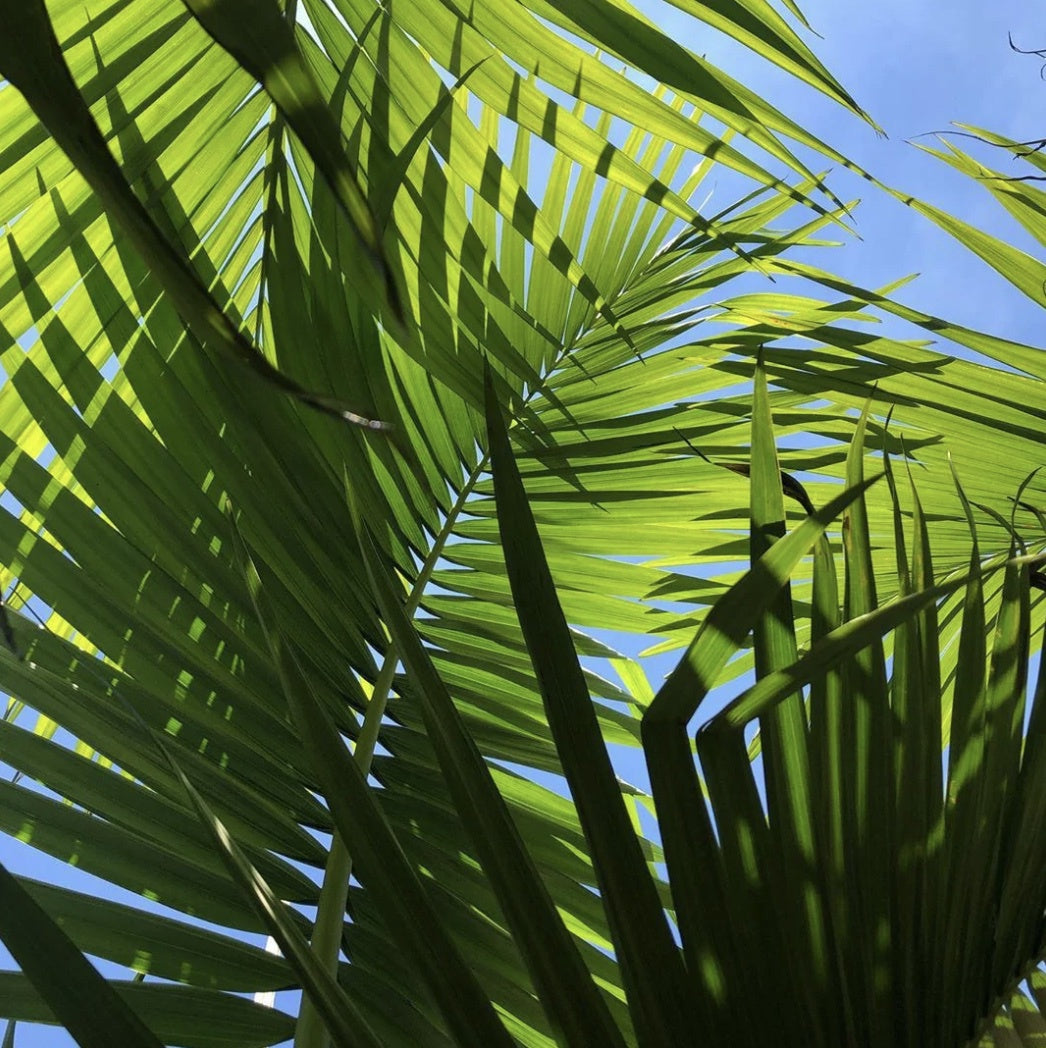Alexander Palm (Archontophoenix alexandrae)