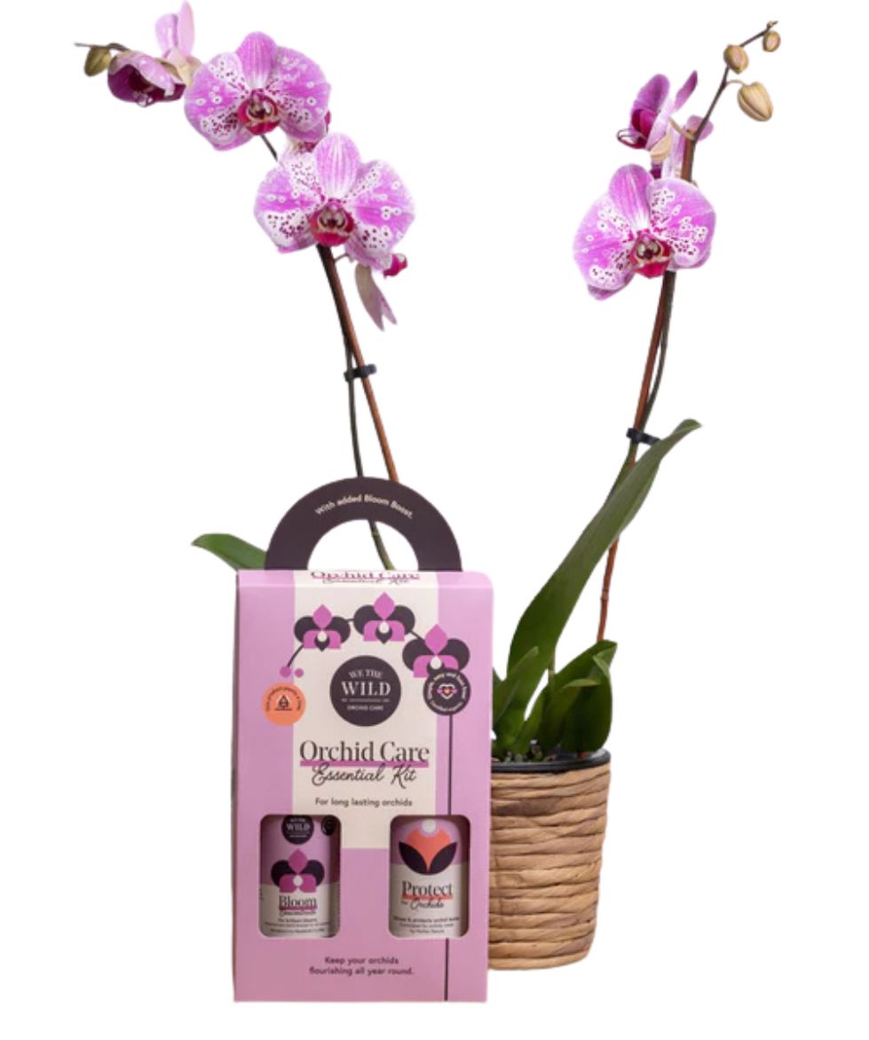 Orchid Care Duo