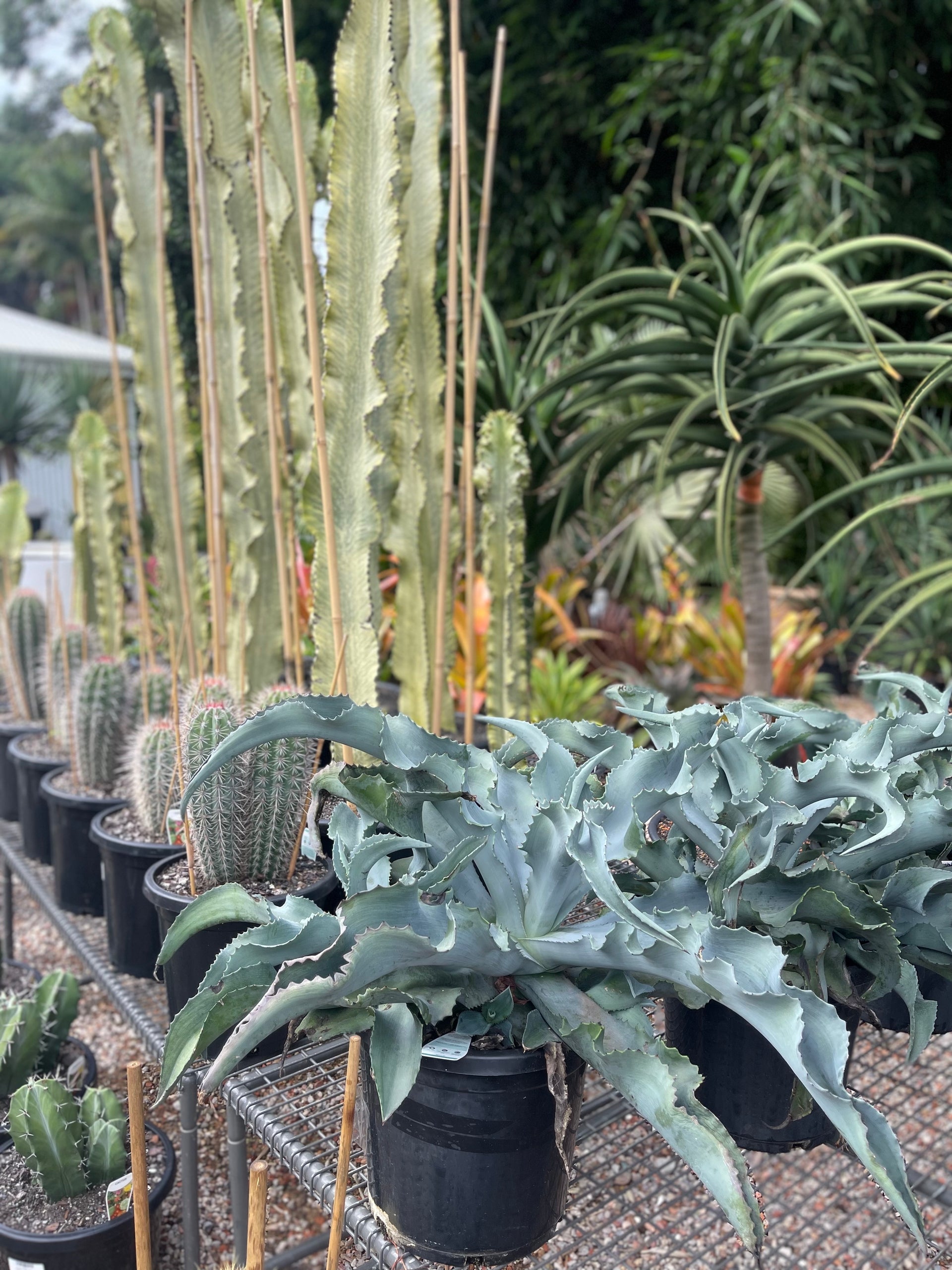 Agave Blue Wave (Agave Gypsophila)  The Palms Sydney