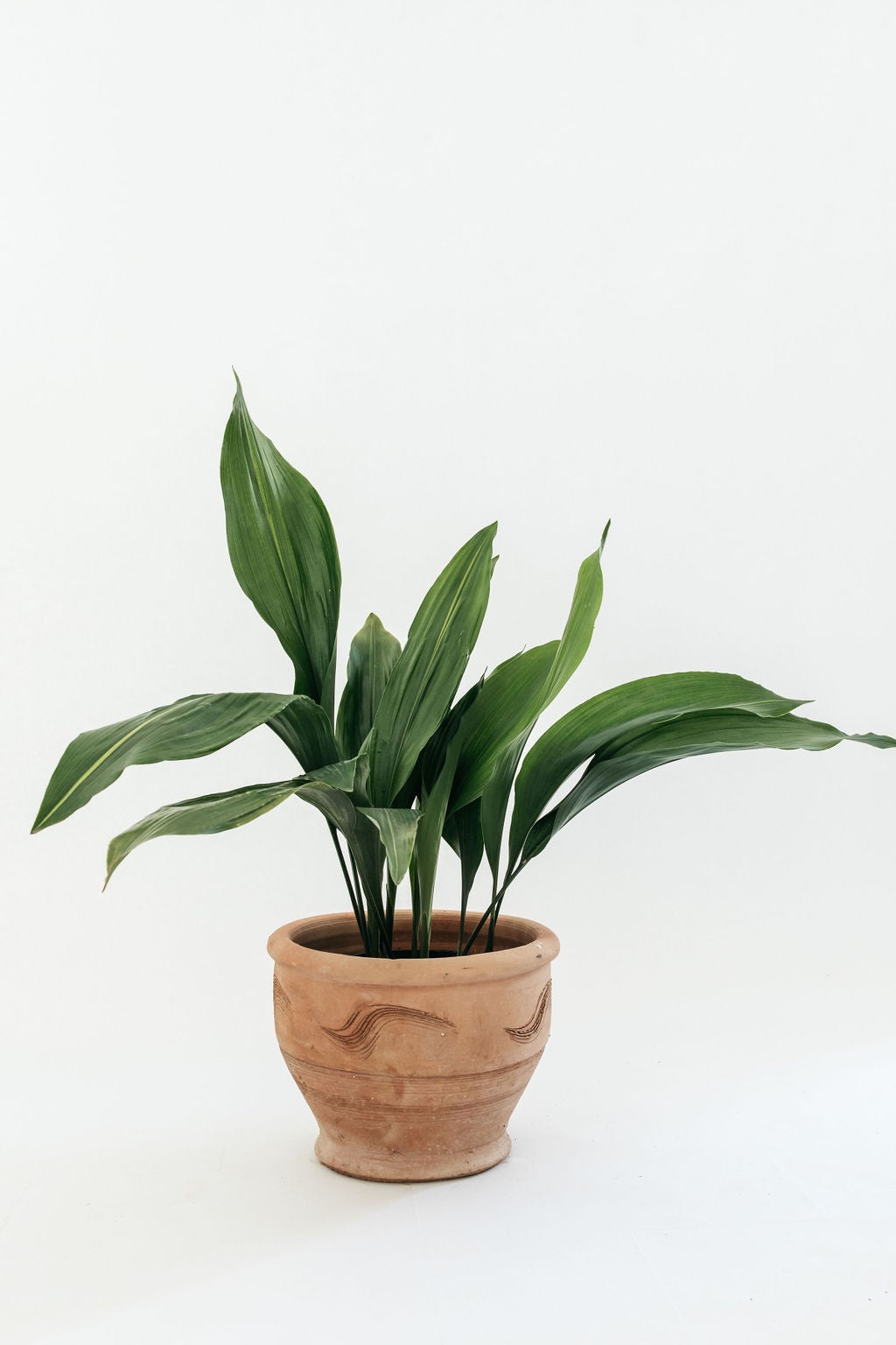 cast iron palm plant Cast Iron Plant (Aspidistra elatior) – The Palms Sydney