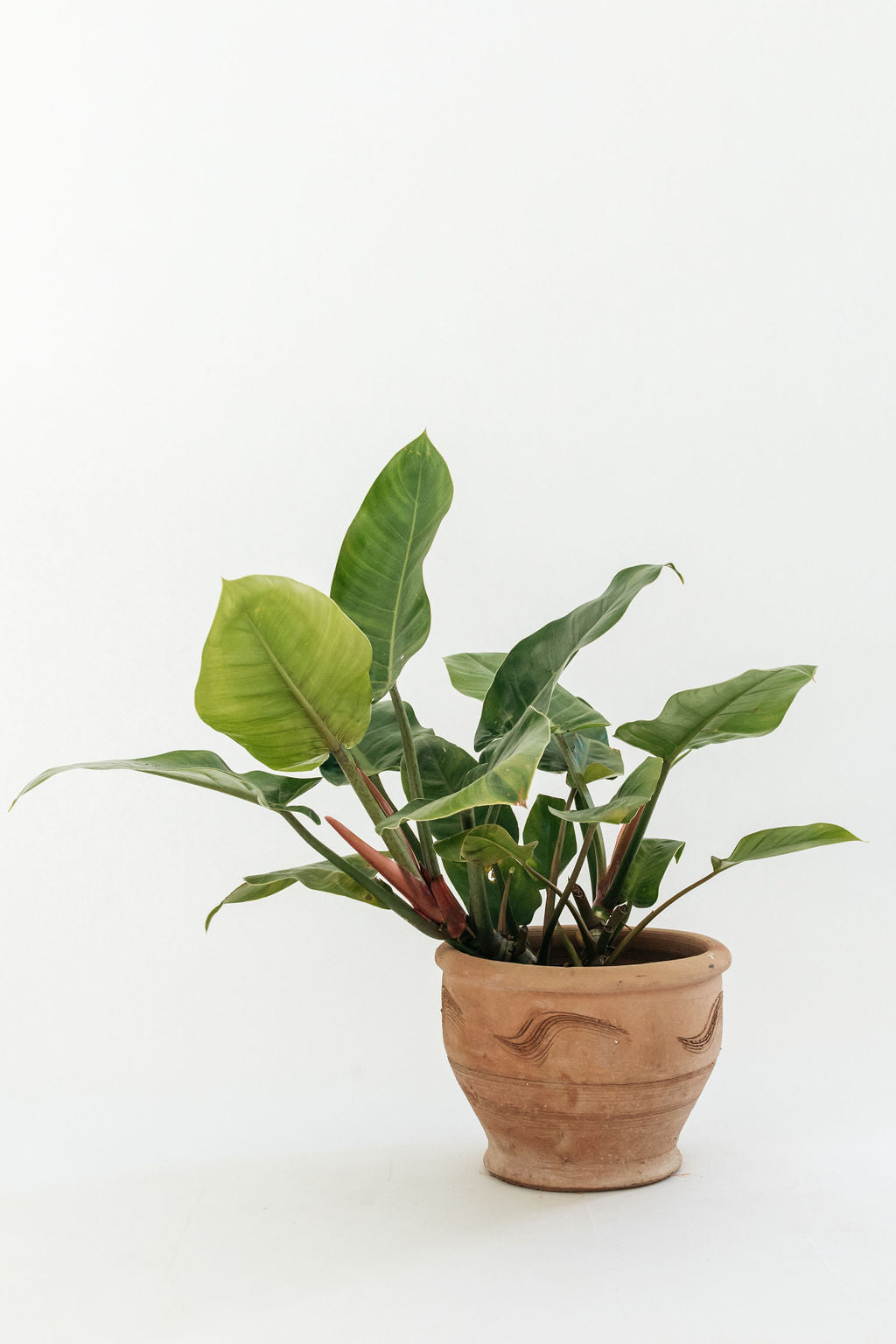philodendron congo vs imperial Philodendron congo 'Imperial Green' (Philodendron)