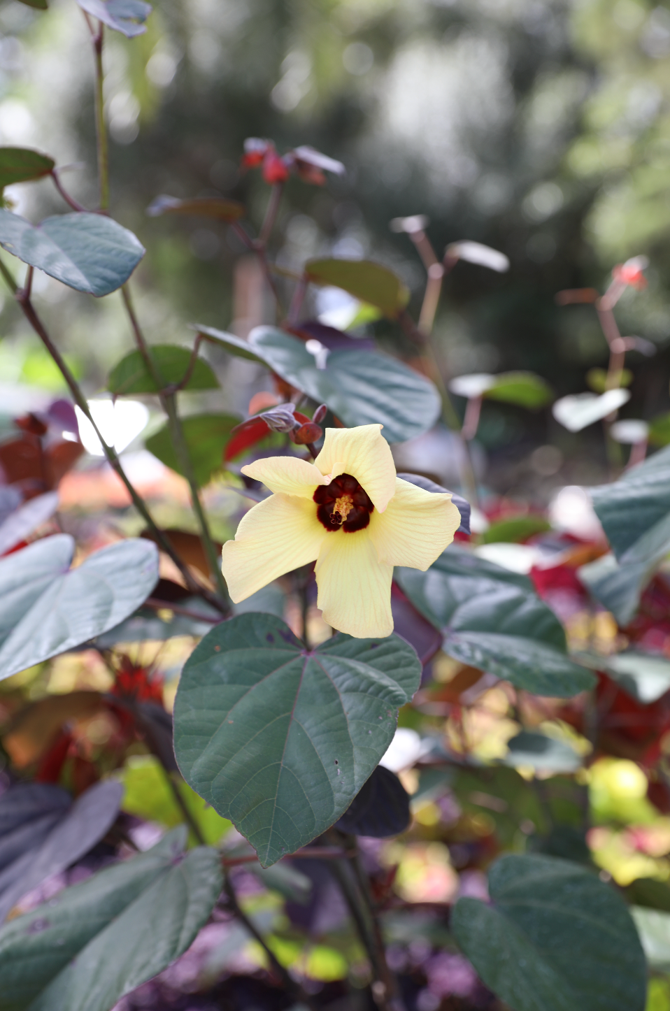 Native Hibiscus (Tiliaceus rubra)