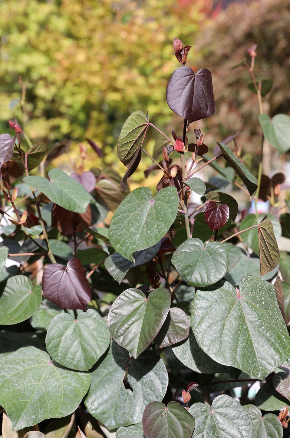 Native Hibiscus (Tiliaceus rubra)