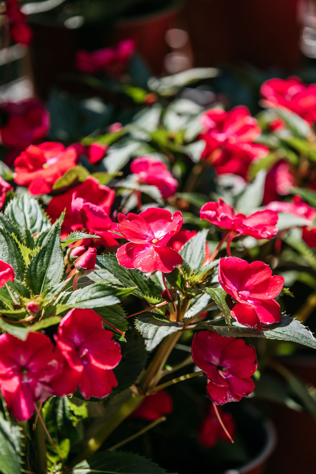 New Guinea Impatiens