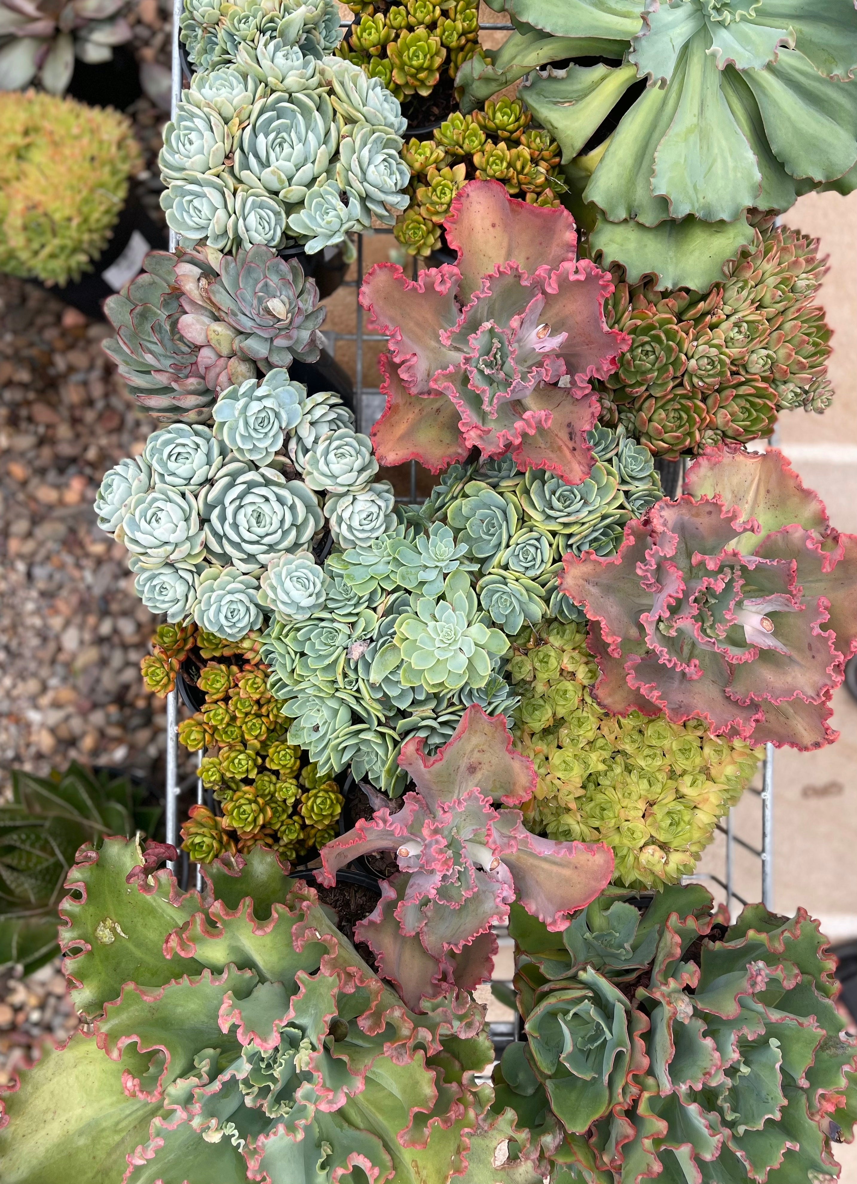 dugong succulent Assorted Succulents