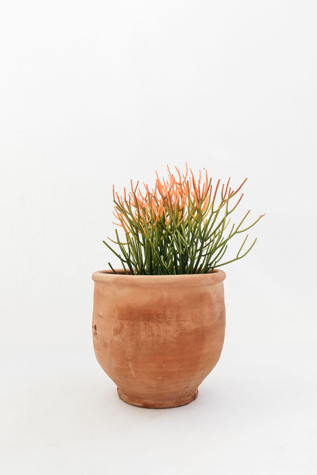 fire sticks succulents Euphorbia tirucalli (Firesticks Succulent)