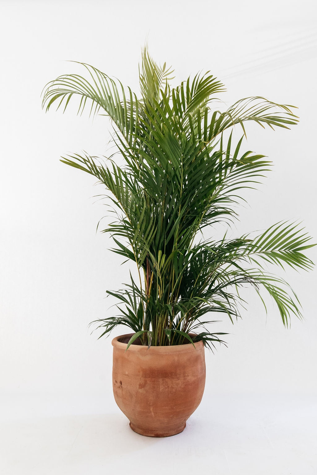 Golden Cane Palm (Dypsis lutescens)