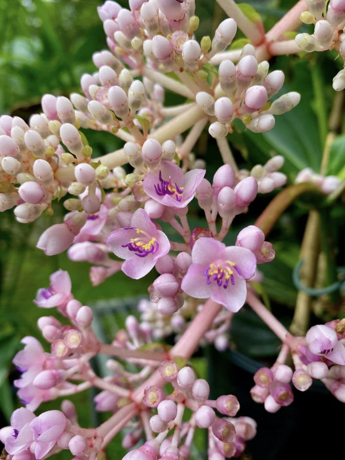 Malaysian Orchid (Medinilla myriantha)